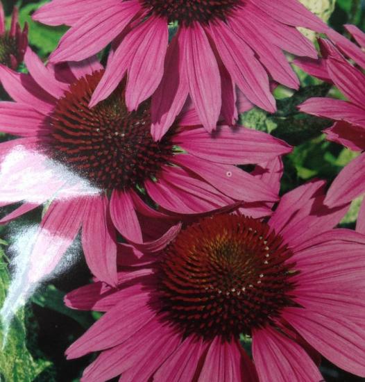 Rudbeckia purpurea aias