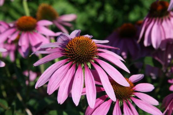 Rudbeckia 