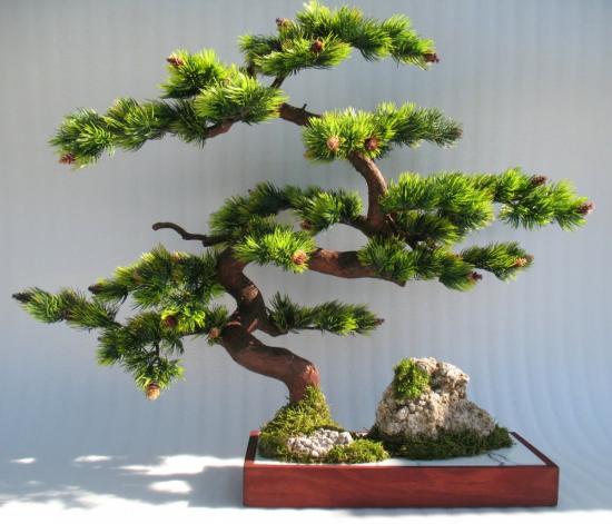 Bonsai puu
