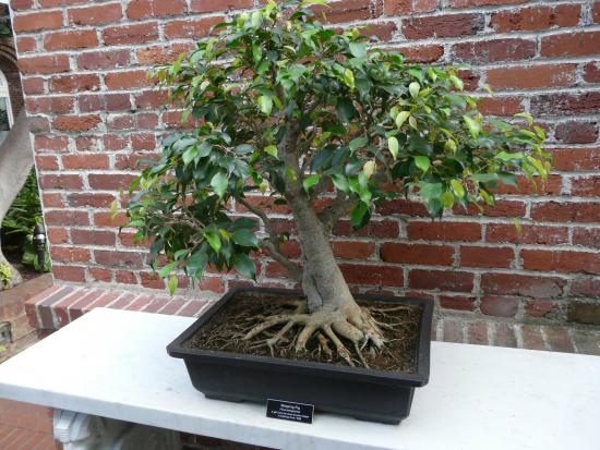 Bonsai puu kasvatamine