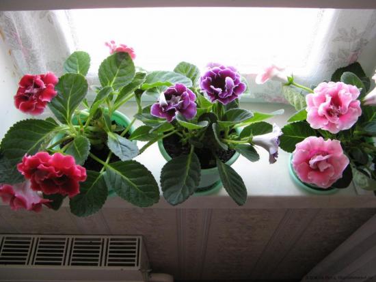 Gloxinia aknalaual