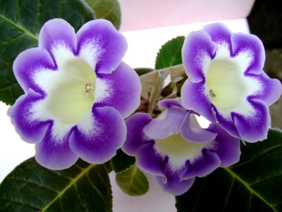 Purpurne gloxinia