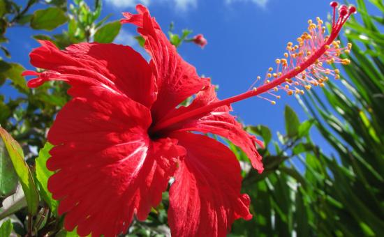 Soo hibisk