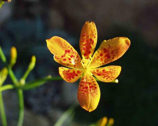 Belamkanda chinensis lill