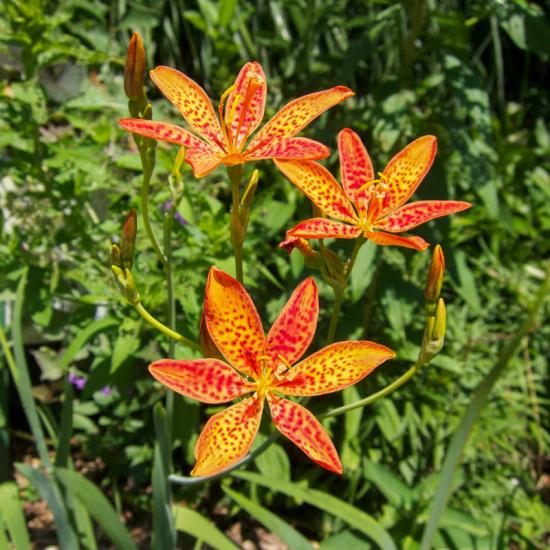Belamkanda chinensis lill