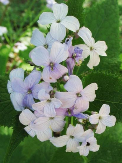Lunnik ärkab ellu (Lunaria)