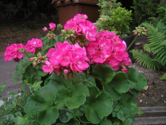 Pelargonium lill