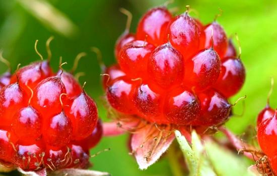 Princeberry marjad