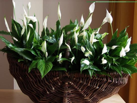 Kasvav spathiphyllum
