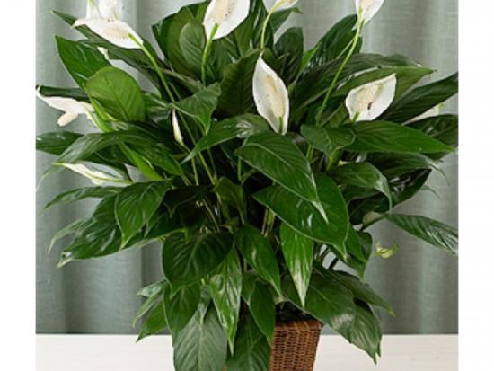 Spathiphyllum'i hooldus