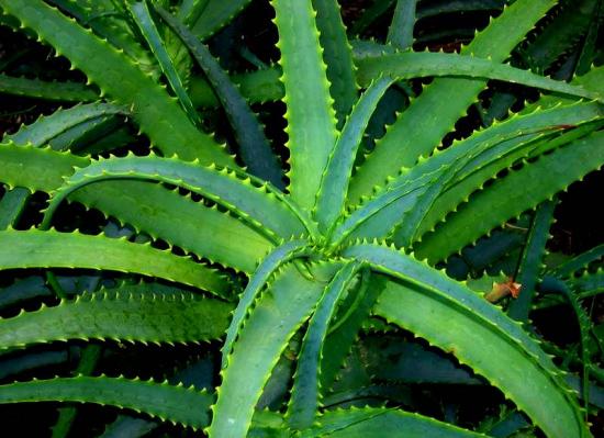 Aaloe