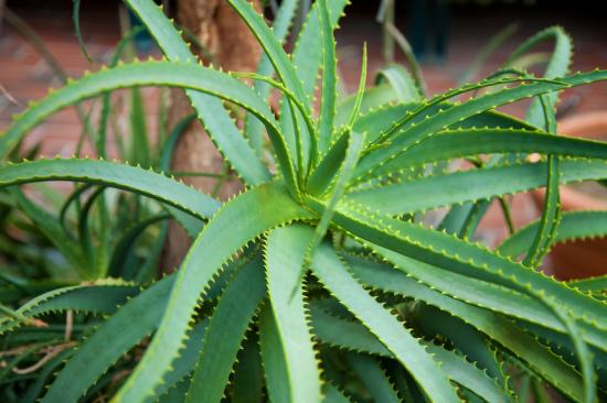 Kodune aaloe