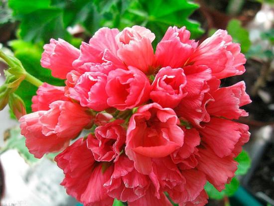 Geranium tulp