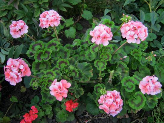 Geranium