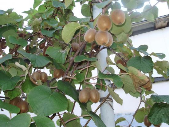 Kiwi na zahradě