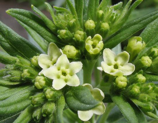 Sparrow officinalis