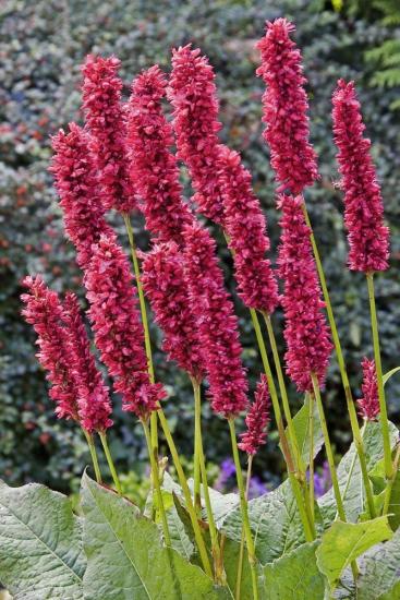 Persicaria taim