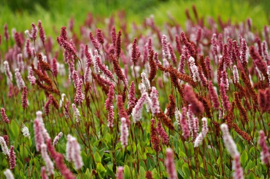 Persicaria õitseb