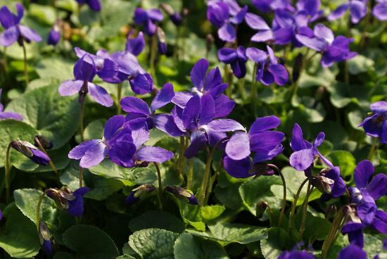 Violetsed