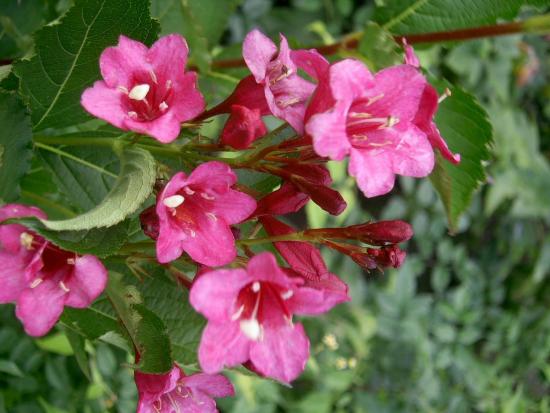 Weigela japonica