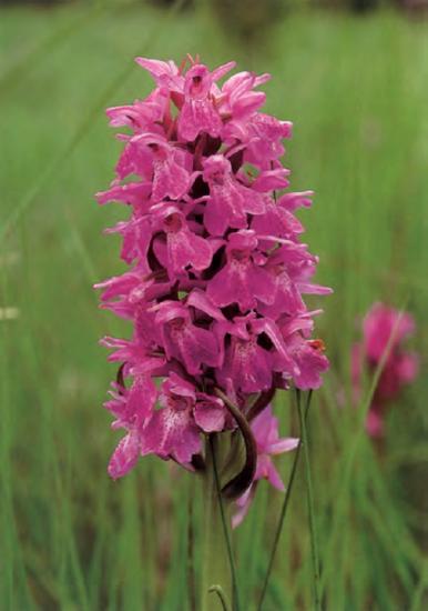 Dactylorhiza