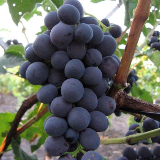 Kobar põhjamaiseid magusaid viinamarju