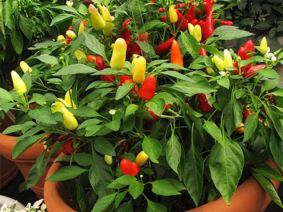 Pepper Light aknalaual