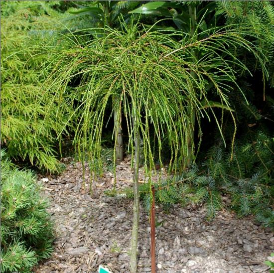 Thuja složil 