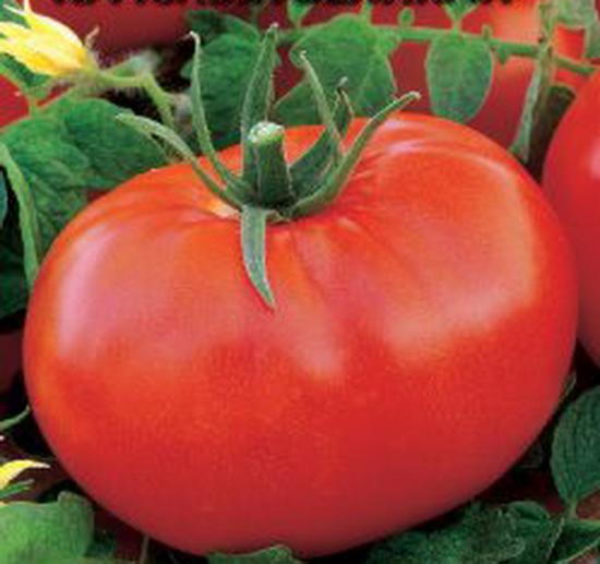 Tomat Red Bugai