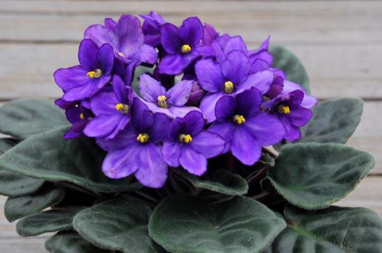 Violetne õitsemine