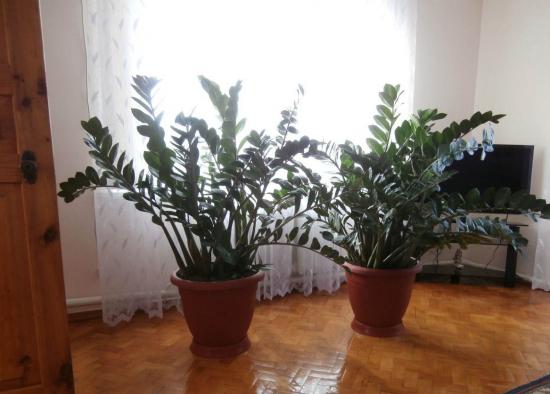 Zamioculcas, oksad