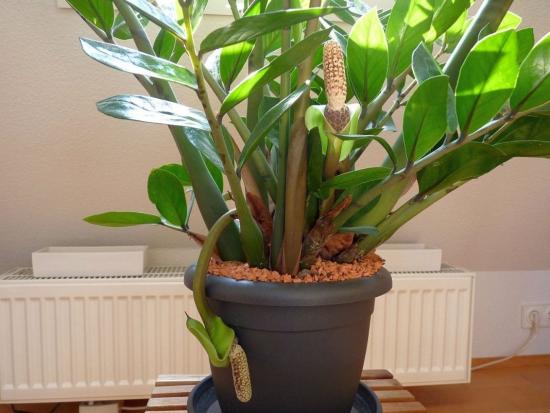 Zamioculcas potis