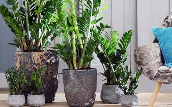 Zamioculcas, täiskasvanud lill