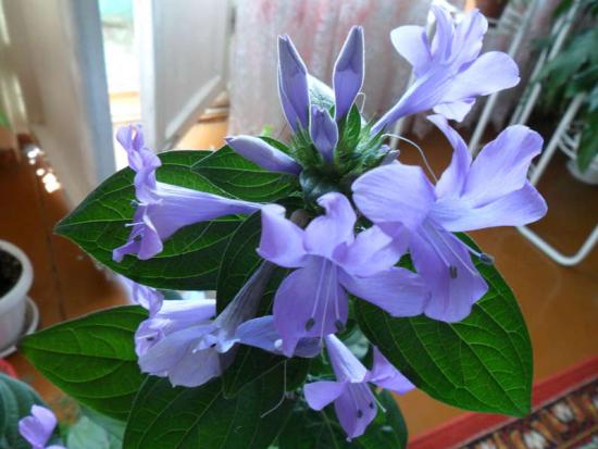 Barleria modrá 