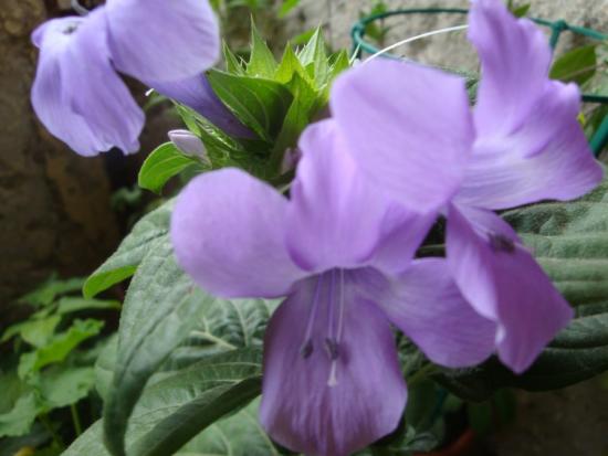 Barleria