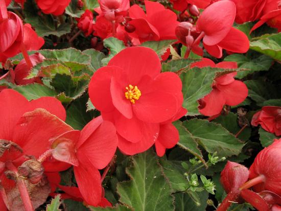 Begoonia lill