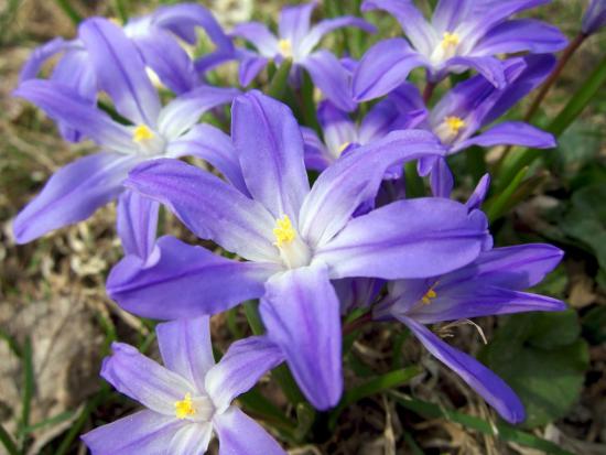 Chionodoxa suur