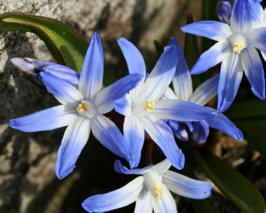 Chionodoxa