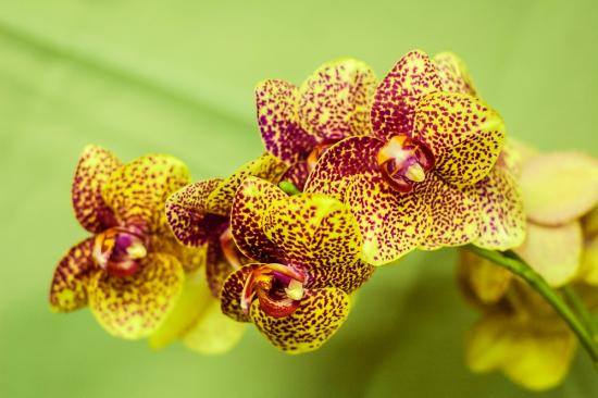 Dendroobium