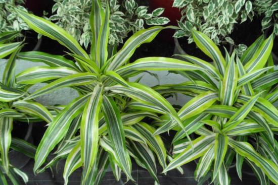 Dracaena lill