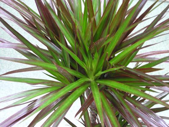 Dracaena lill