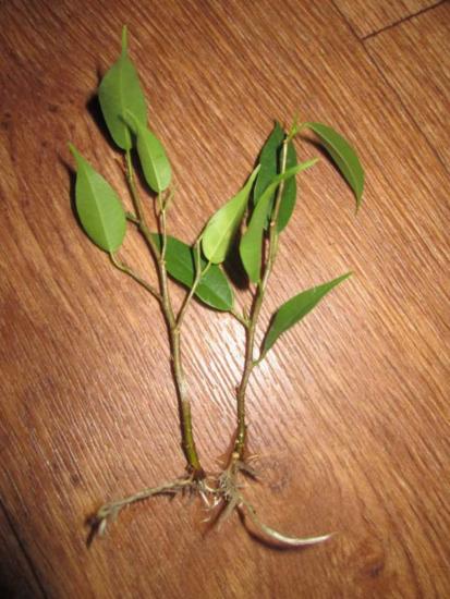 Ficus