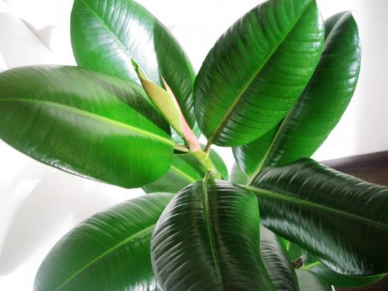 Ficus