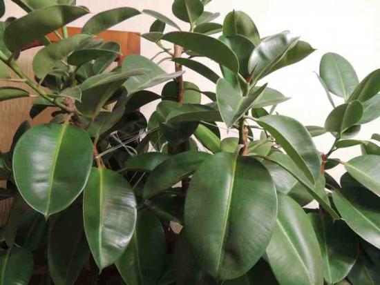 Terve ficus