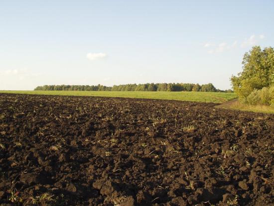 Kasulikke baktereid sisaldav pinnas
