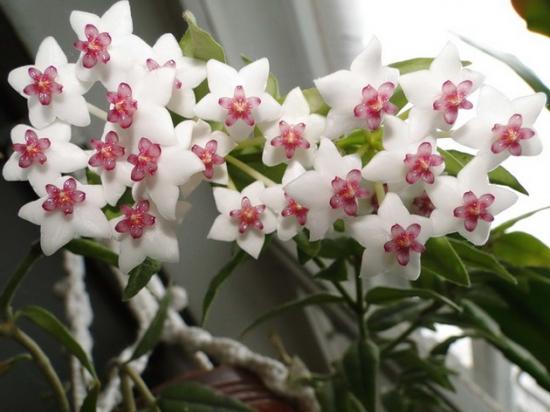 Hoya lill