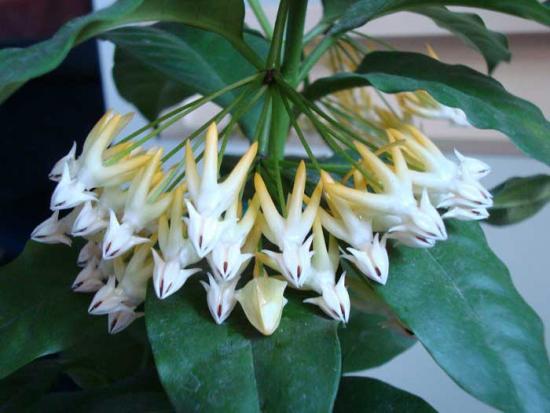 Hoya õistaim