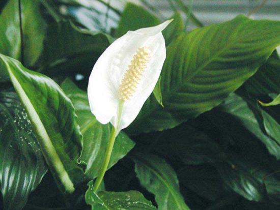 Spathiphyllum rikkalikult õitsev