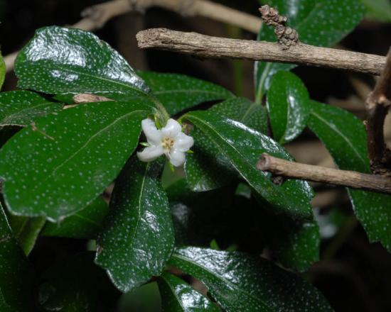 Carmona parvifolia lähivõte