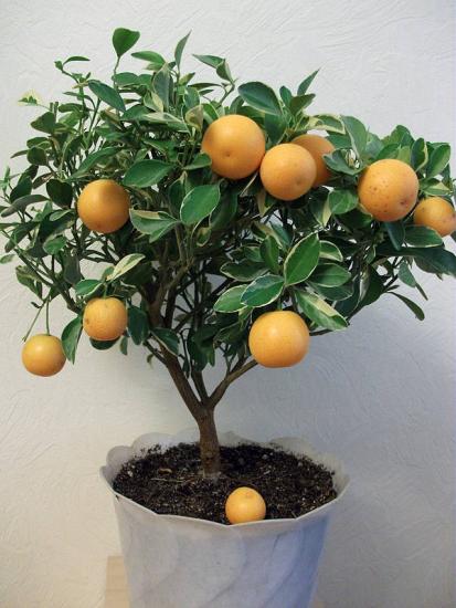 Calamondin